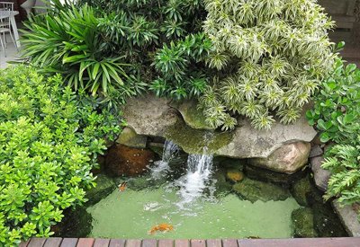 Jardim com lago ornamental e plantas aquáticas
