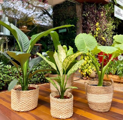 Loja New Garden
